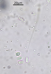 Codosiga