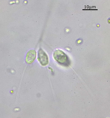 Codosiga