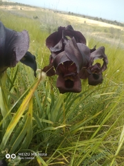 Iris atrofusca