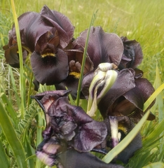 Iris atrofusca