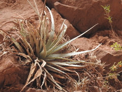 Deuterocohnia