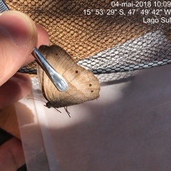 Yphthimoides straminea