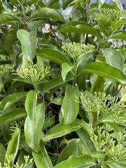 Tarenna wallichii