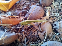 Burgilis curta