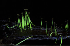 Mycena luxaeterna