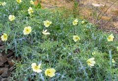 Argemone ochroleuca
