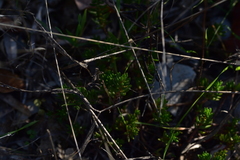 Petrosedum ochroleucum