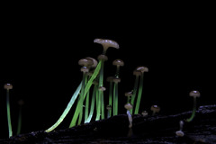 Mycena luxaeterna