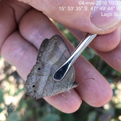 Yphthimoides straminea