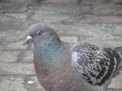 Columba livia domestica
