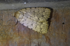 Autophila cataphanes