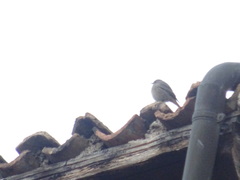 Phoenicurus ochruros