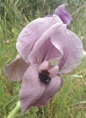 Iris haynei