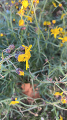 가는잎금방망이 (Senecio inaequidens): 기원과 용도 — 사진 2