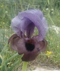 Iris haynei