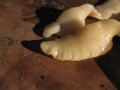 Ligula intestinalis