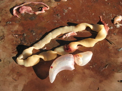 Ligula intestinalis