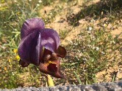 Iris petrana
