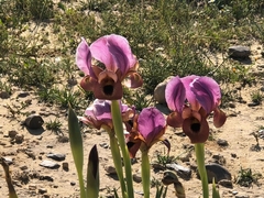 Iris petrana