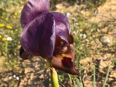 Iris petrana