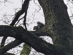 Sciurus carolinensis