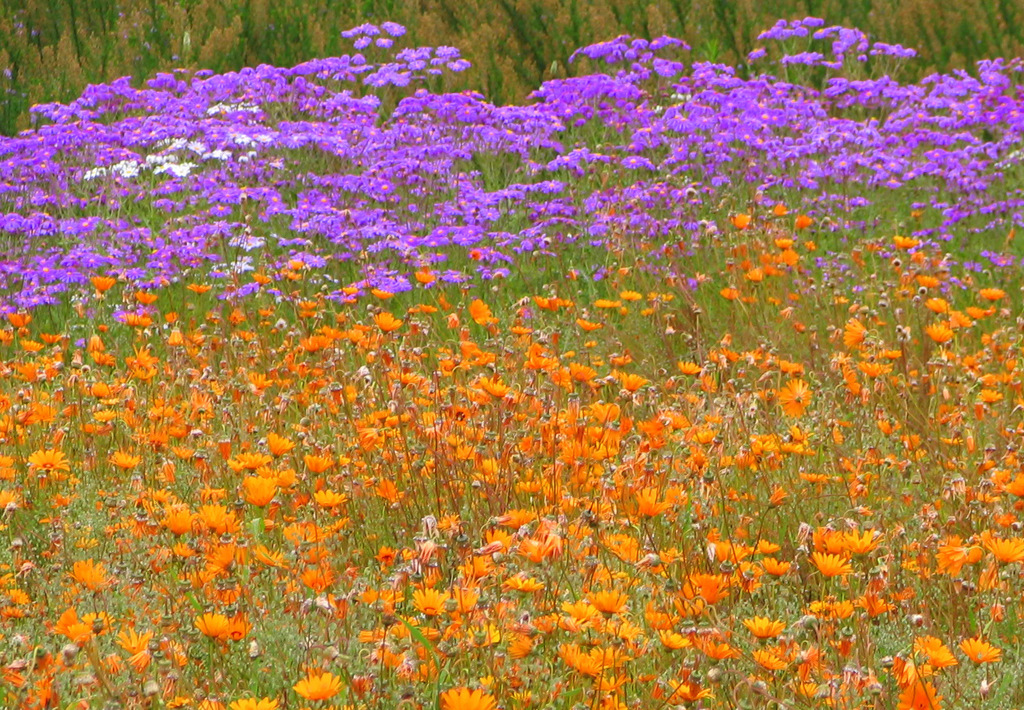 sunflowers, daisies, asters, and allies from Rhodes Dr, Newlands, Cape