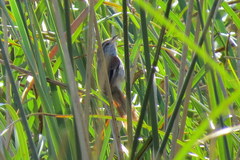 Limnoctites sulphuriferus