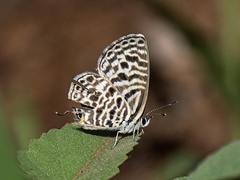 Leptotes plinius