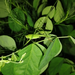 Phaneropterinae