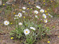 Celmisia densiflora