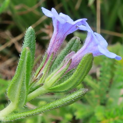 Glandora diffusa