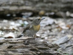 Cyornis glaucicomans