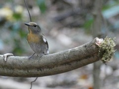 Cyornis glaucicomans