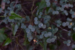 Euphorbia fragifera