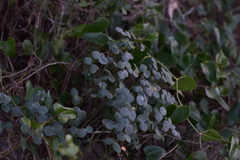 Euphorbia fragifera
