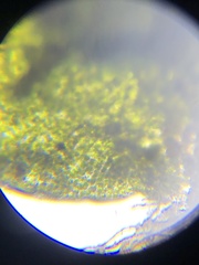 Phaeoceros carolinianus