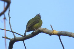 Pogonotriccus eximius