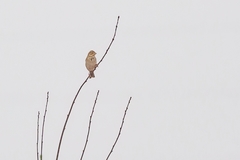 Emberiza calandra