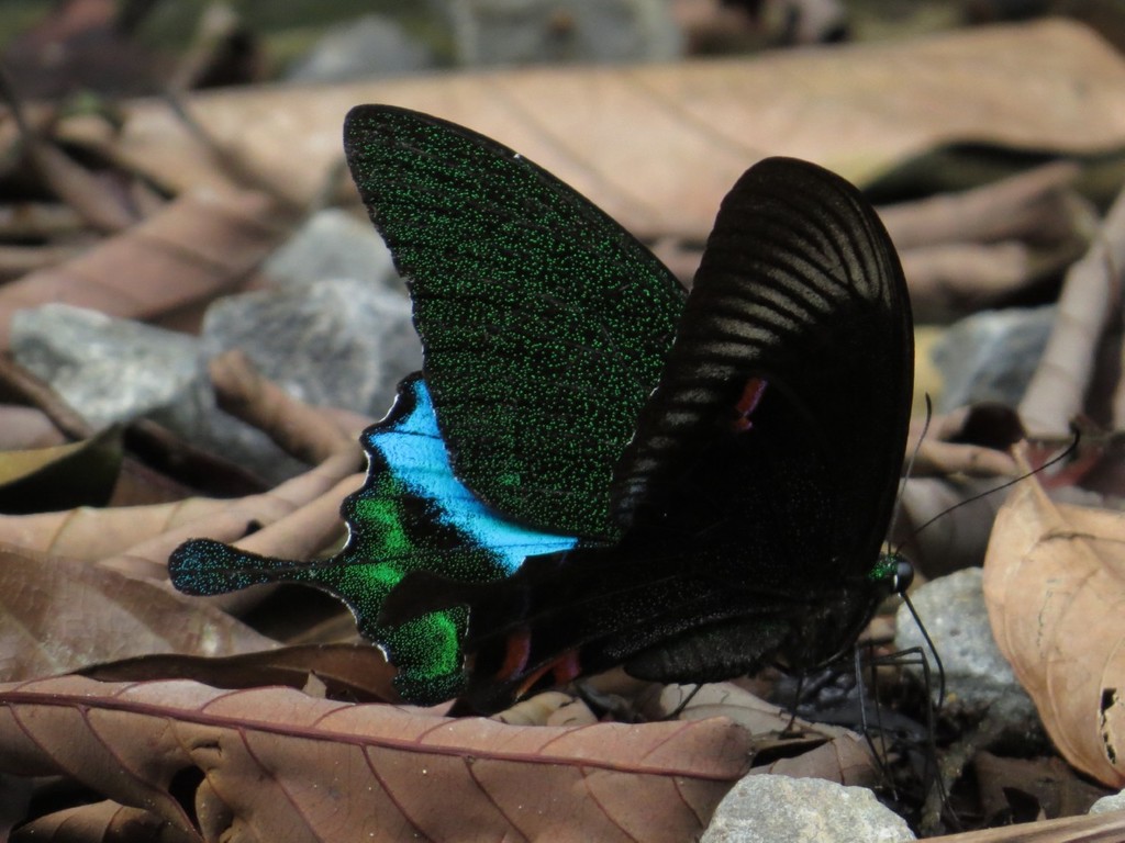Jungle Jade Swallowtail