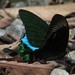 Papilio karna carnatus - Photo (c) Frederick Cheong, some rights reserved (CC BY-NC), uploaded by Frederick Cheong