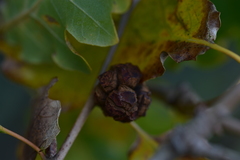 Andricus truncicolus