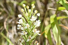 Habenaria monorrhiza