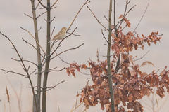 Emberiza calandra