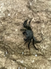 Leptograpsus variegatus