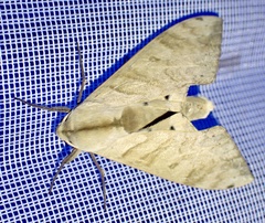 Pseudoclanis occidentalis