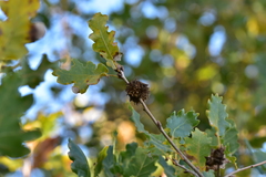 Andricus caputmedusae