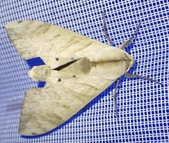 Pseudoclanis occidentalis