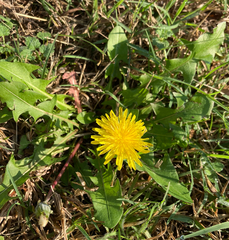 Asteraceae