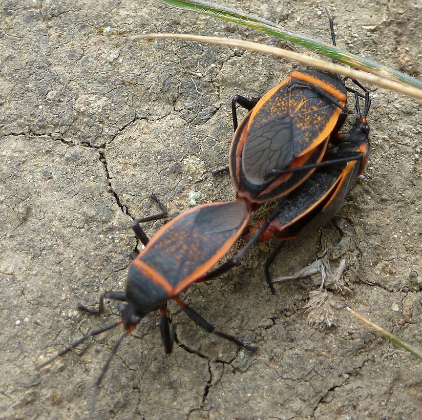 California Bordered Plant Bug