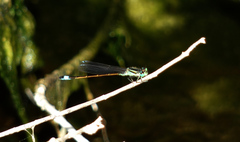 Ischnura saharensis